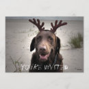 Pesquisar por chocolate labrador convites Rena