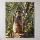 Pesquisar por suricato pôsteres Suricata