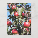 Pesquisar por árvores vermelhas cartoes postais Outono