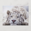 Pesquisar por leopardo branco cartoes postais Gato grande