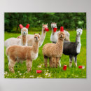 Pesquisar por alpacas pósteres pôsteres Fofo
