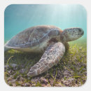 Pesquisar por tartaruga verde adesivos Oceano
