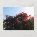 Pesquisar por cortiça cartoes postais Árvore