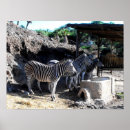 Pesquisar por zebra pósteres pôsteres For kids