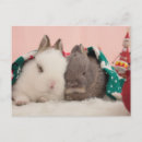 Pesquisar por natal animal cartoes postais Mamífero