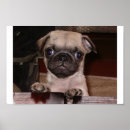 Pesquisar por pug engraçado pósteres pôsteres Cão