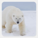 Pesquisar por maritimus do ursus adesivos Fauna