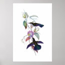 Pesquisar por colibris Bonito