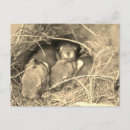 Pesquisar por coelho bebê cartoes postais Natureza