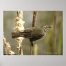 Pesquisar por melro Natureza
