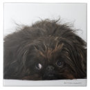 Pesquisar por baixo azulejos Tiro do estúdio