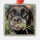 Pesquisar por garça real ornamentos Natal