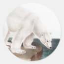 Pesquisar por maritimus do ursus adesivos Urso polar