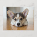 Pesquisar por rainha elizabeth cartoes postais Corgi
