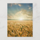 Pesquisar por cevada cartoes postais Plano de fundo