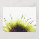 Pesquisar por flor bom dia cartoes postais Girassol