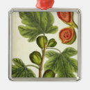 Pesquisar por erval ornamentos Fl 1757 82