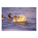 Pesquisar por lontra marinha pôsteres Fauna