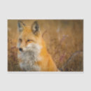 Pesquisar por seda vermelha fotografia Laranja
