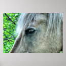 Pesquisar por white horse pósteres pôsteres Cavalo branco