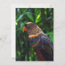 Pesquisar por pássaros do animal de estimação cartoes Engraçado