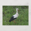 Pesquisar por stork cartoes postais Natureza