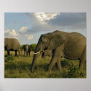 Pesquisar por africano pôsteres Kenya