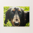 Pesquisar por filhote cachorro dachshund quebra cabecas Bonito