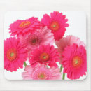 Pesquisar por margarida cor de rosa do gerbera Flores
