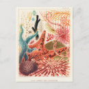 Pesquisar por ilustração científica cartoes postais Vintage