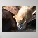 Pesquisar por lobo cinzento pôsteres Animais