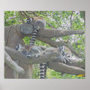 Pesquisar por lemur pôsteres Natureza