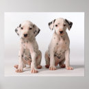 Pesquisar por dalmatian pôsteres Animais de estimação