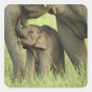 Pesquisar por elefante indiano adesivos Bezerro