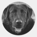 Pesquisar por pets adesivos Dogs