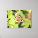 Pesquisar por voo impressão de canvas Inseto