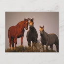 Pesquisar por arabe cartoes postais Pôr do sol