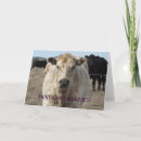 Pesquisar por herda cartoes Cattle