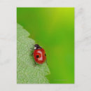 Pesquisar por lady bug cartoes postais Natureza