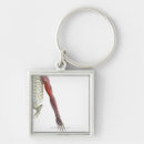 Pesquisar por corpo humano chaveiros Parte do corpo humana