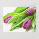 Pesquisar por tulipas roxas cartoes postais Flores