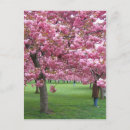 Pesquisar por natureza bonita cartoes postais Floral