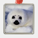 Pesquisar por foca ornamentos Fofo