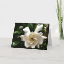 Pesquisar por gardenia cartoes Natureza