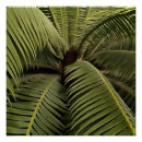 Pesquisar por botanical pôsteres Nature