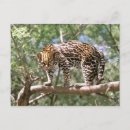 Pesquisar por equador cartoes postais Animal