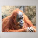 Pesquisar por orangotango pôsteres Fotografia