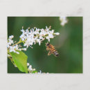 Pesquisar por produtor cartoes postais Natureza