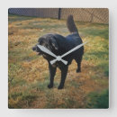 Pesquisar por laboratório relogios de parede Animal