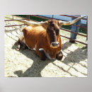 Pesquisar por touro rodeio pôsteres Rancho